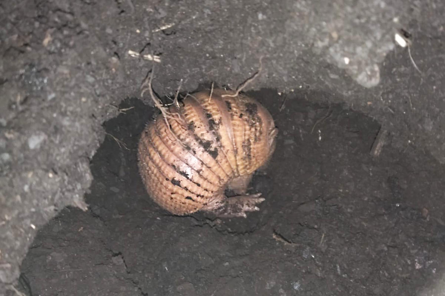 Nachwuchs Gürteltier_eingerollt in der Höhle