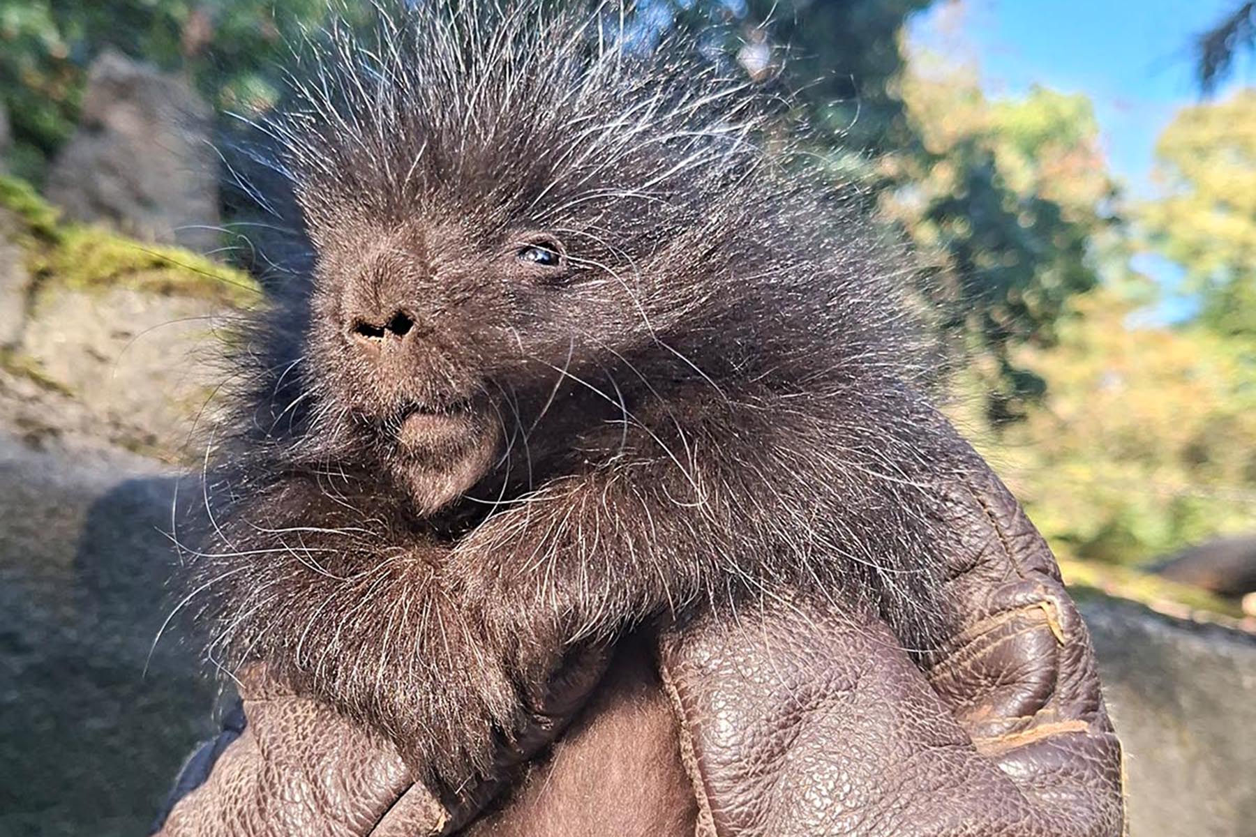 Baumstachlernachwuchs im Tierpark Hagenbeck_Tierpfleger hällt Jungtier mit Handschuhen fest